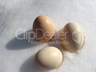 eggs of hen lying on the snow