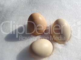 eggs of hen lying on the snow