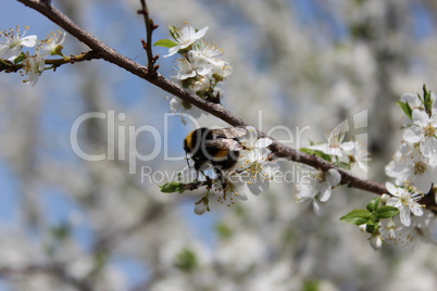 bumblebee on the blossoming tree of plum