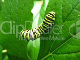 caterpillar of the butterfly machaon on the leaf
