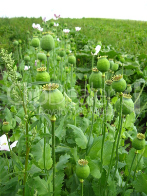 green heads of the poppy