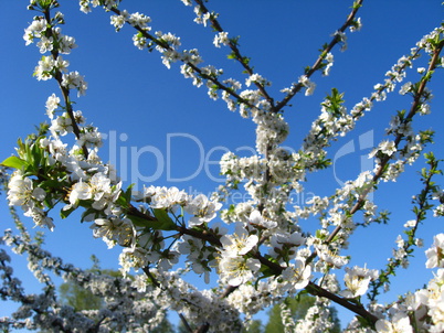 branch of blossoming cherry