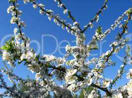 branch of blossoming cherry