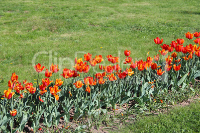 orange tulips on the flower-bed