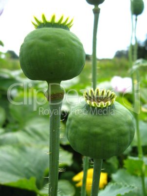 green heads of the poppy