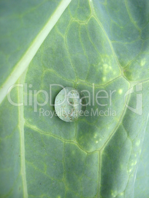 drop of water on leaf of cabbage