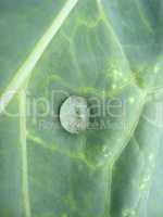 drop of water on leaf of cabbage