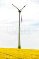 Canola field with wind turbine for energy