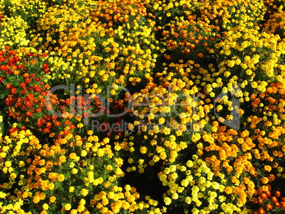 beautiful flower of tagetes