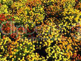 beautiful flower of tagetes