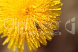 Beetle on a flower