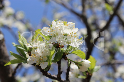 blossoming tree of plum