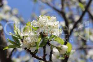 blossoming tree of plum