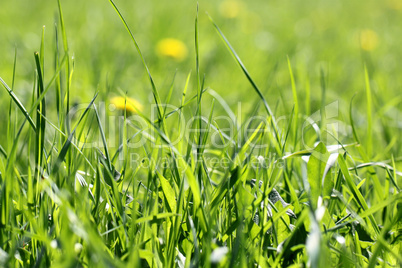 green grass