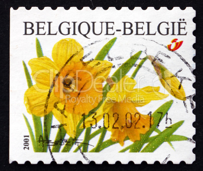 postage stamp belgium 2001 daffodil, narcissus, flowering plant