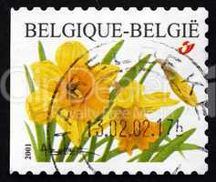 postage stamp belgium 2001 daffodil, narcissus, flowering plant