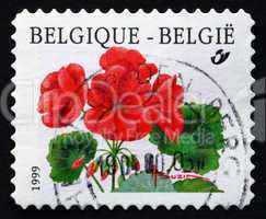 postage stamp belgium 1999 cranesbills, geranium, flowering plan