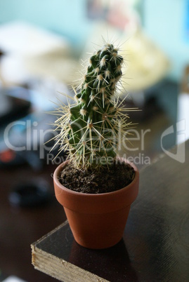 cactus en pot