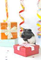 guinea pig and gifts