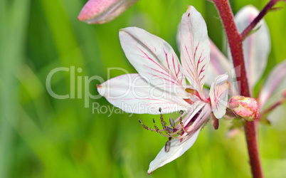 white flower with pistil