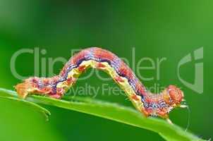 colorful caterpillar