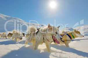 Dog sledging