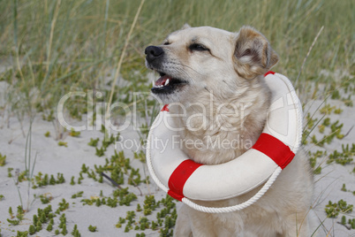 Hund mit Rettungsring am Strand