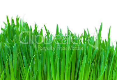 Green grass closeup