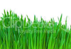 Green grass closeup