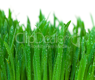 Green grass with dew closeup