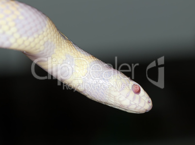 lampropeltis getula