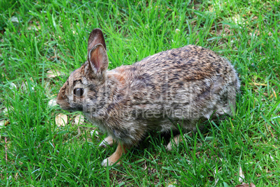 Wild Rabbit.