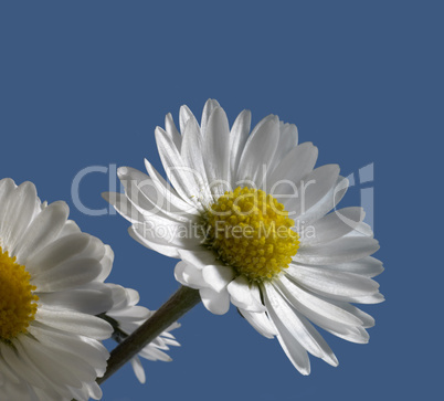 daisy closeup in blue back