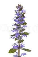 Spike of pretty blue bugle herb flowers