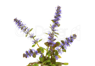 Blue bugle herb, or Ajuga reptans, flowers