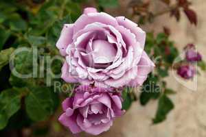 Rosen Duo - two roses