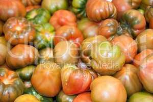 Frische Tomaten - Fresh Tomatoes