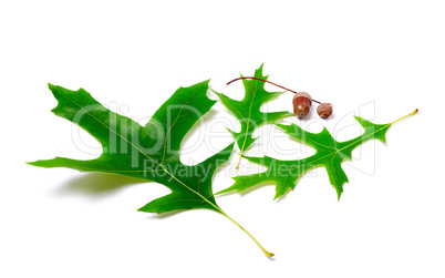 Green oak leaves and acorns