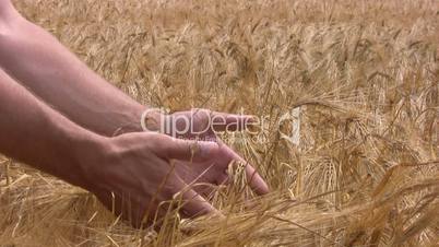 Good crop of rye