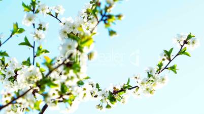apricot flowers blooming in spring