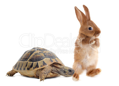 tortoise and rabbit