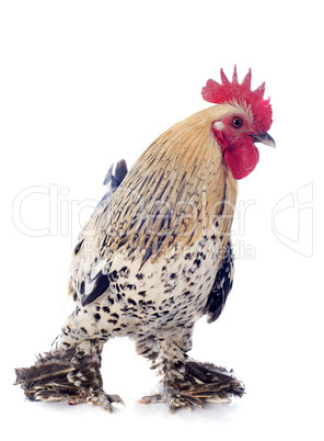 bantam rooster