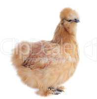 young silkie