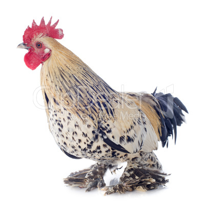 bantam rooster