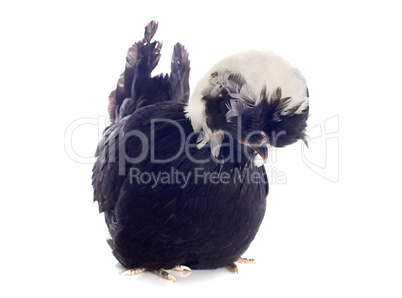 dutch bantam