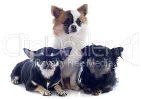 three chihuahua