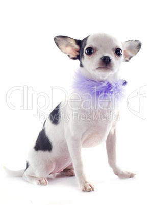 puppy chihuahua