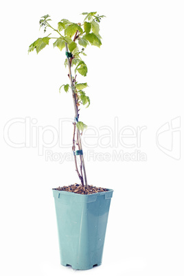 raspberry in pot isolated