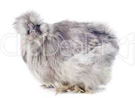young silkie