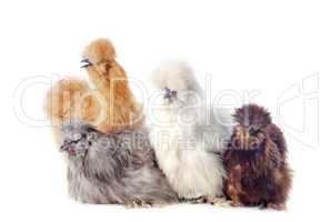 young silkies